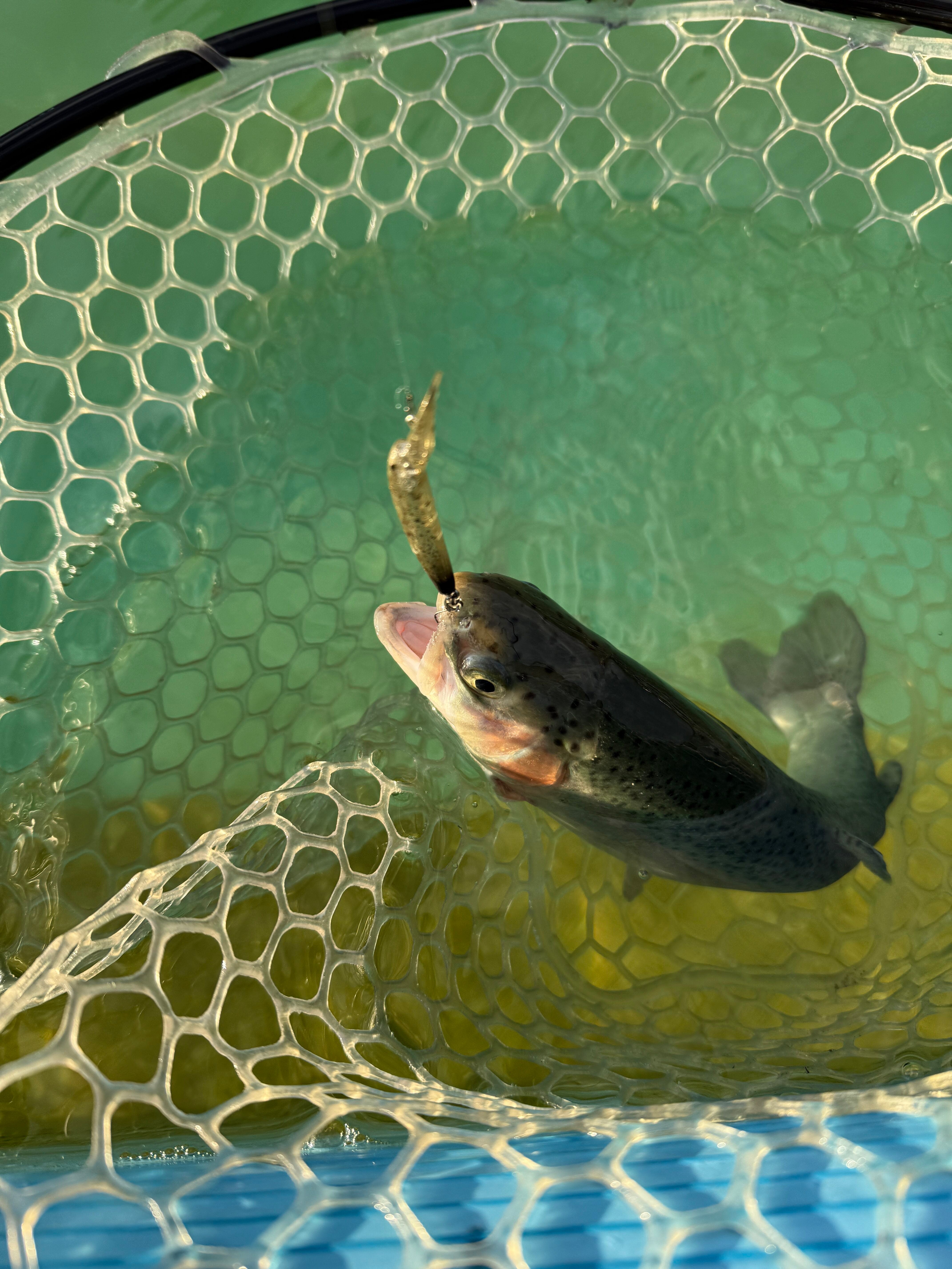 エリアトラウト】新年初釣りは久宝寺緑地でニジマスを攻略！ – つり具