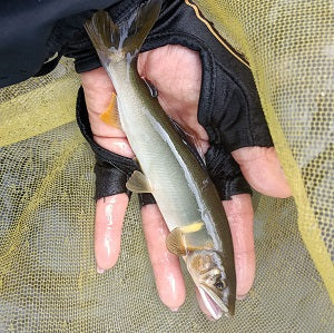 【大内山川解禁初日レポート】激しいアタリ連発!初日は11匹キャッチ🎣✨