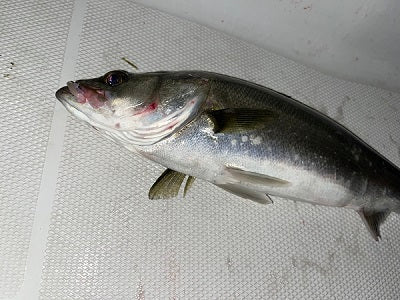 【ナイトじゃなくてデイに行きましょう(戒め)】ボートシーバスで“X-80 Jr.”が救世主に🎣