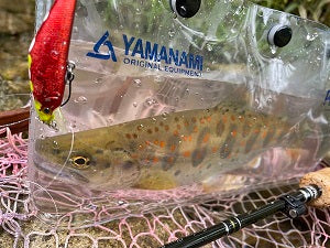 【岐阜・白川水系ネイティブトラウト釣行】Dコンタクトで良型アマゴをキャッチ🎣