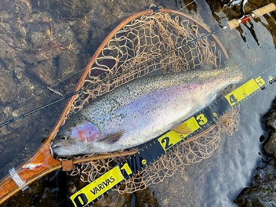 【フロントワイドを川に問う】バックスで挑む、増水の犀川トラウトゲーム🎣