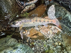 【神奈川・丹沢】ヤマメ狙いの沢釣行レポ|本流&支流でネイティブトラウトと出会う旅
