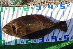 伊勢湾で泳がせ釣り】本命ヒラメ52cmキャッチ！初挑戦でも大満足の釣果