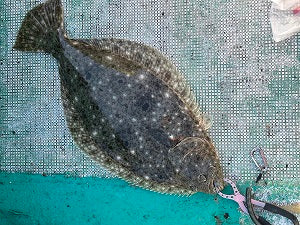 初挑戦】和歌山・串本でカセ釣り体験！泳がせ釣りで58cmのヒラメを