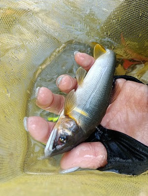 【今期初!日高川・龍神の鮎釣り】高水でも楽しめる友釣りで11匹キャッチ🎣