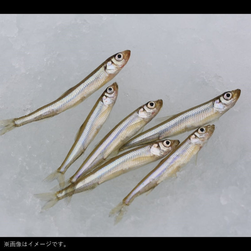 クリスティアワカサギSS誘惑ミドル 桃蛍留 マルチ6本針 0.5号