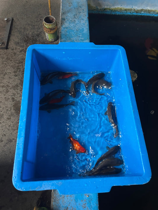 初めての淡水釣り堀へ！コイと金魚で味わう奥深い釣りの面白さ