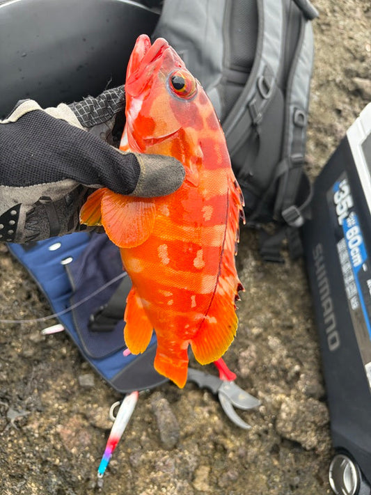 銭洲ロックショア釣行！激流の磯でアカハタをキャッチ🎉