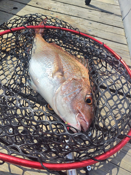 【明石タイラバ釣行】迷走からの巻き返し！マジカーリーJrで50cm真鯛キャッチ🔥