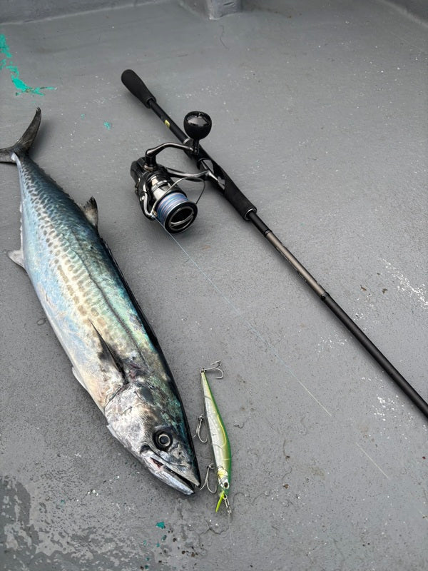 🎣和歌山・御坊 冬のサゴシ祭り開幕！湾内サワラジャーキングで好反応🔥