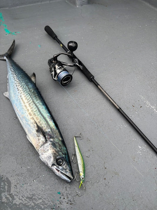 🎣和歌山・御坊 冬のサゴシ祭り開幕！湾内サワラジャーキングで好反応🔥
