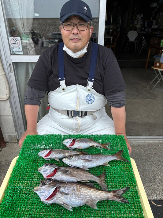 【相模湾ライト中深海】春の根魚五目でクロムツ好調！絶品クロムツを狙うなら今