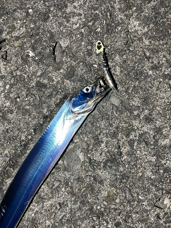 【和歌山タチウオ開幕】堤防からSLTTで今季初キャッチ！沖の表層でF2.5