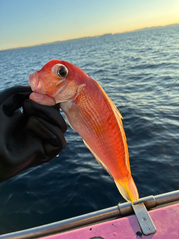 澄み潮に大苦戦のアマダイ釣行！@相模湾🎣