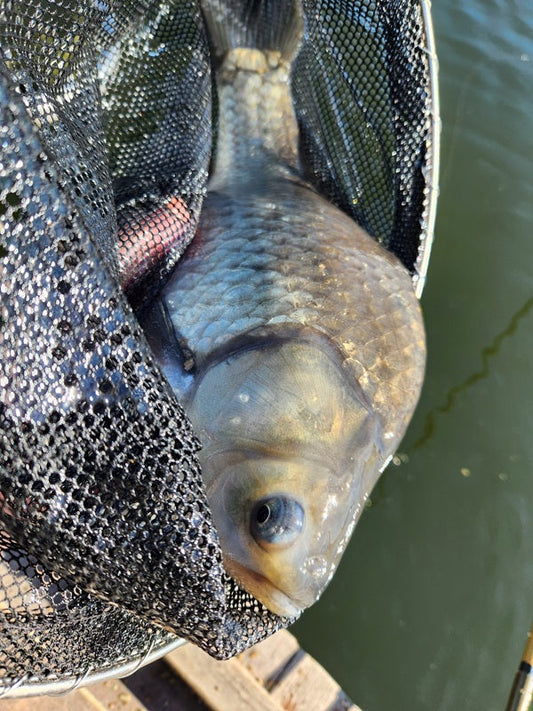 【釣行レポート】真冬の椎の木湖でヘラブナに挑戦！～気温-4℃、貴重な3枚の価値はプライスレス～