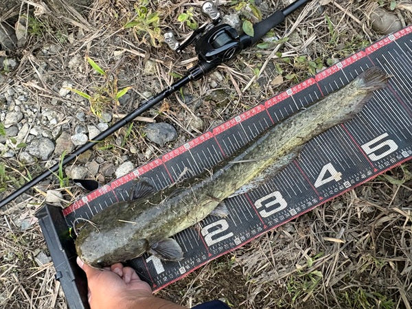 Newゾディアス入魂！埼玉ナマズゲームでロクマル捕獲🎊