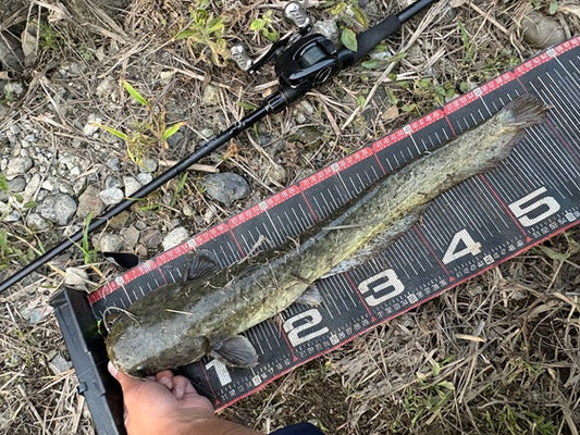 Newゾディアス入魂！埼玉ナマズゲームでロクマル捕獲🎊