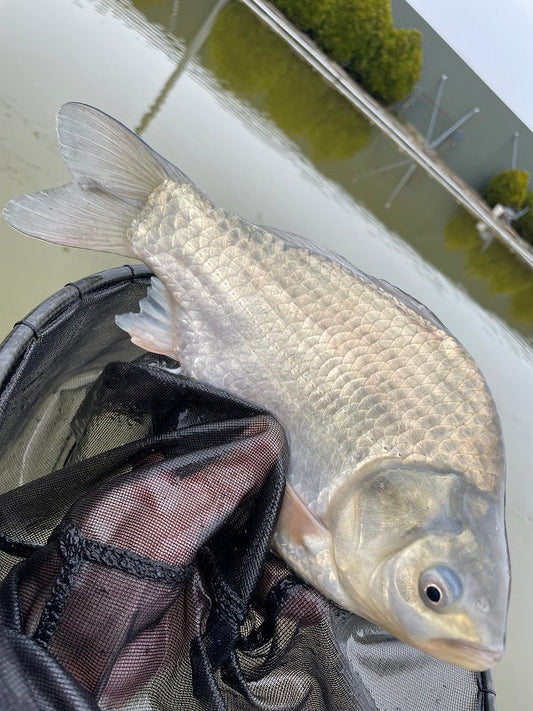 【吉森へら鮒センター試釣】M-1予選に向けたメーターセット最終調整！🎣