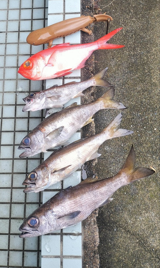 【小田原沖ライト中深海】近場で楽しめるキンメダイ・クロムツ狙い！真鶴沖で食材確保