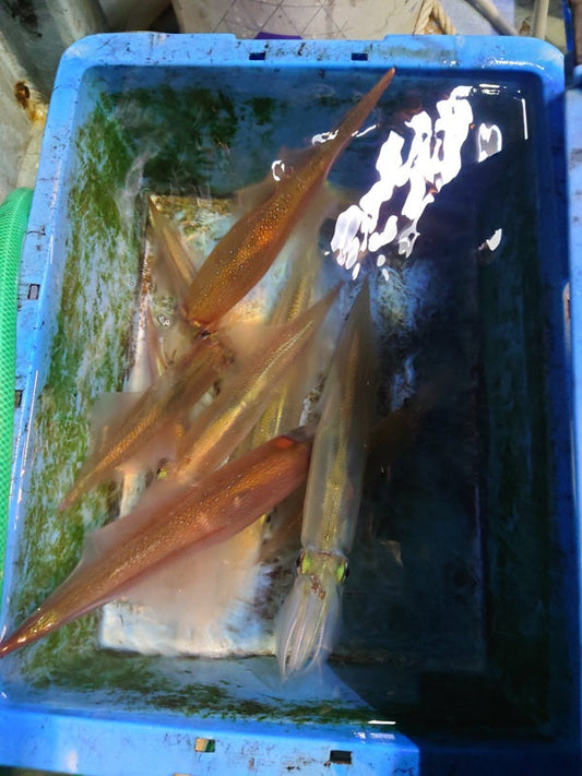沼津夜イカ釣行！ヤリイカ好調の福将丸へ🎣🦑