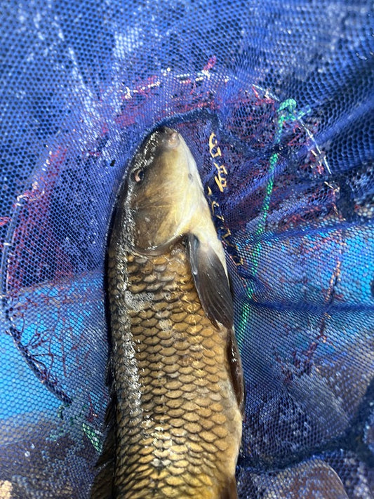 【埼玉・中ノ島釣り堀センター】初心者でも楽しめる！鯉24匹の釣り堀釣行