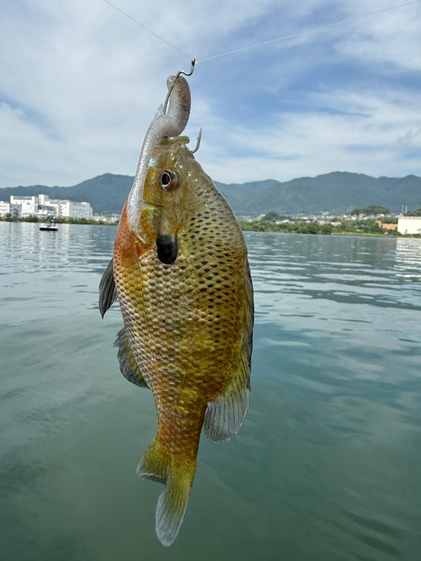 久しぶりのバス釣り！琵琶湖南湖でレンタルボート釣行