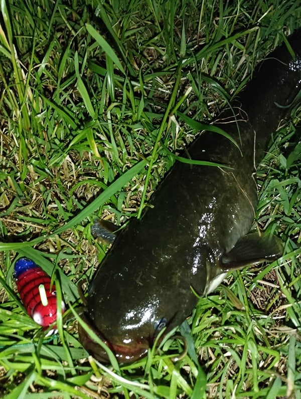 【京都ナマズ釣り】GW前の夜に1本！水路を探って50cm台の鯰をキャッチ