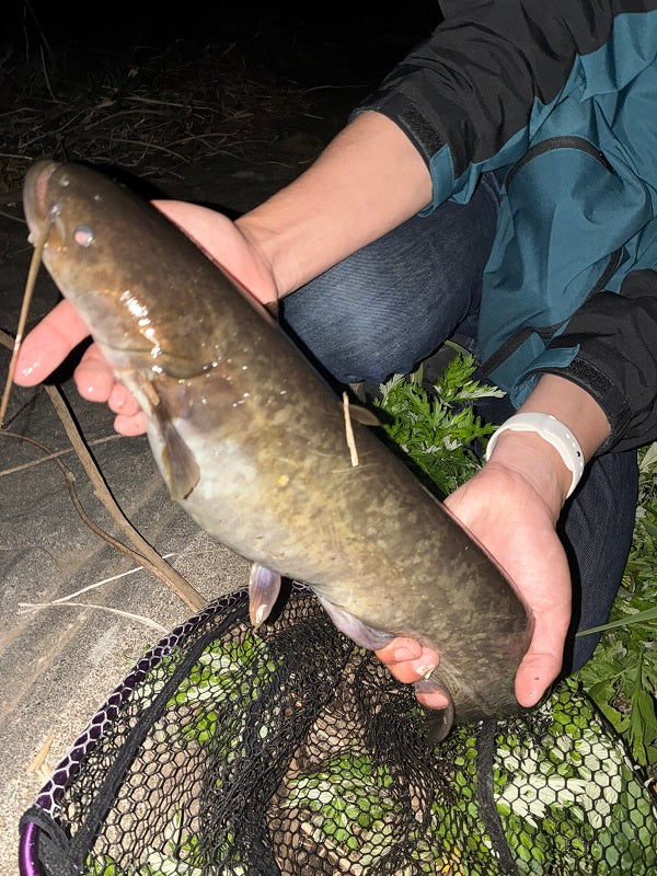 【春のナマズ釣行レポート】減水が好条件！？初釣行で複数ヒット🎣