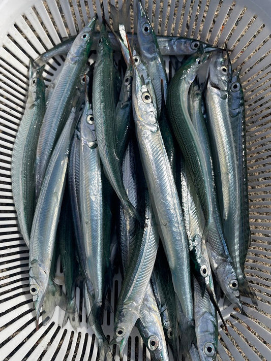 【福井】秋の波止でサヨリが入れ食い状態！数釣り好調レポート【2025年9月最新】