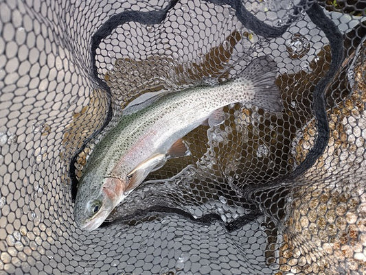 【初釣りレポート】高島の泉でサクラマス＆ニジマス！2026年スタート釣行🎣