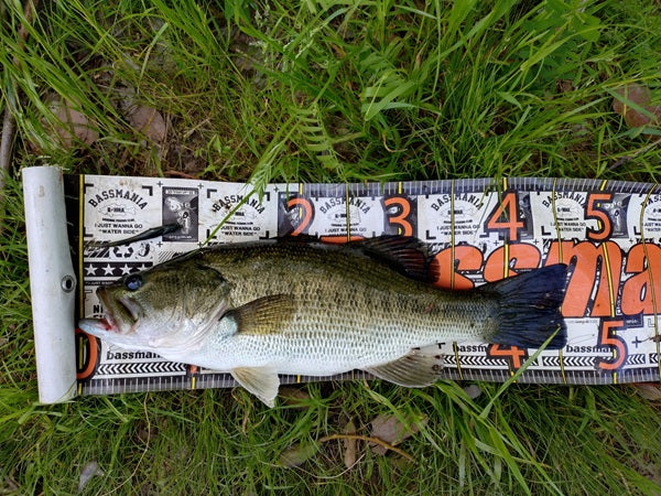 【城北ワンドバス釣り】GWの淀川で45cm！水中植物攻略で春バスをキャッチ