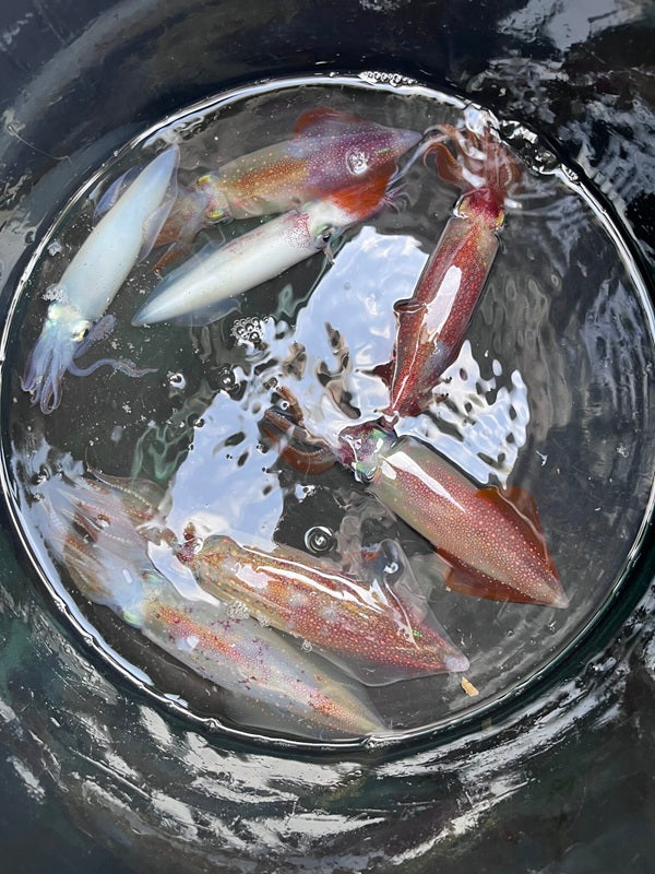 【三浦・松輪】瀬戸丸でマルイカ釣りに挑戦！繊細なアタリを楽しむ船釣行