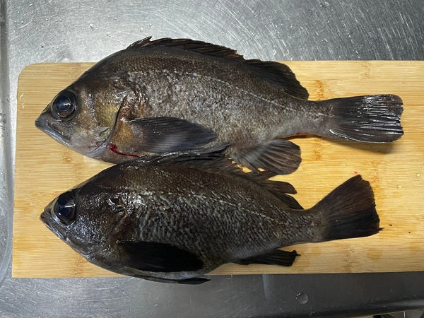 【兵庫・堤防メバリング】腰痛でも釣りたい！25cm良型メバル攻略法