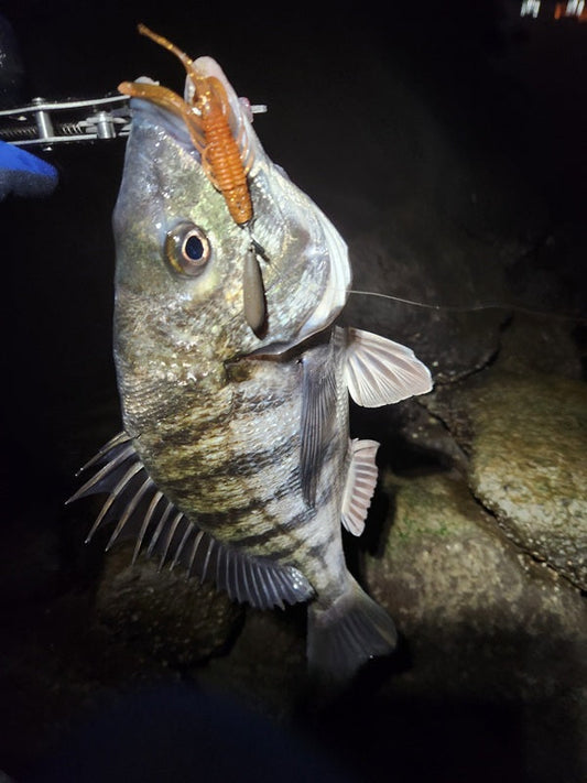 【東京湾奥】冬でも釣れる！癒しのチニングで40cmチヌをキャッチ