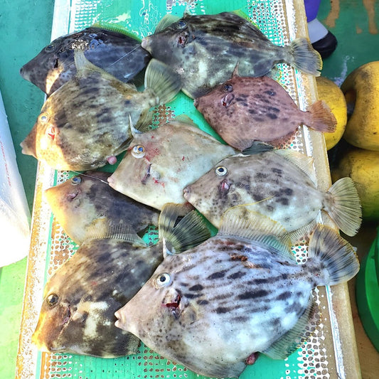 【神奈川・一義丸】船カワハギ釣り体験記｜釣果と攻略のポイント