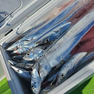 テンヤタチウオ釣り！関義丸で23本の好釣果レポート