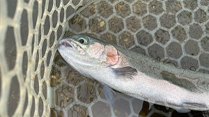 【新年初釣り】高島の泉でエリアトラウトを満喫！サクラマス＆ニジマス14本ゲット
