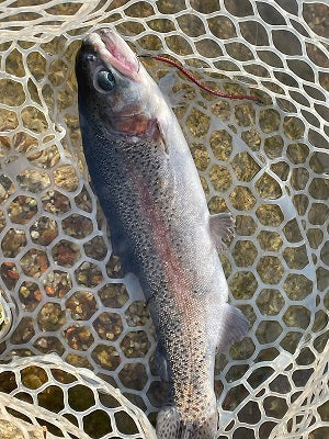 新年最初の釣り初め！高島の泉でエリアトラウトを満喫
