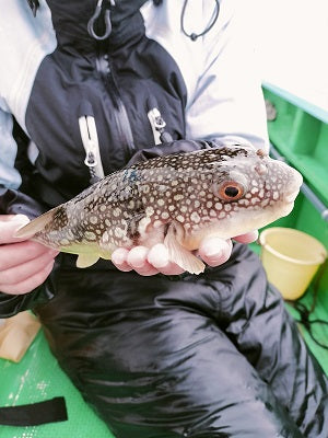 【1月の東京湾フグ釣り】一郎丸で楽しむカットウフグ船釣行レポート