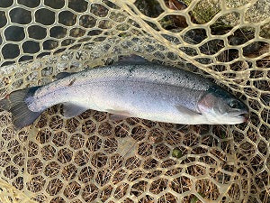 今週も高島の泉さんでエリアトラウト！ゆったり釣りを満喫