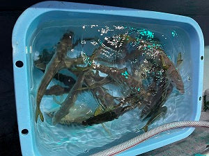 【イワシ・青物大量発生】落とし込み釣りで86cmのブリをキャッチ！＠千代丸さん