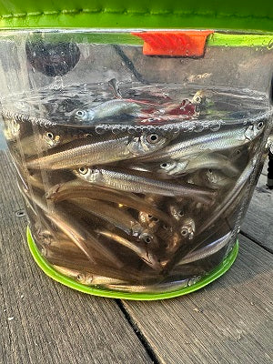 【余呉湖ワカサギ釣り】3時間で300匹！冬の釣行レポート