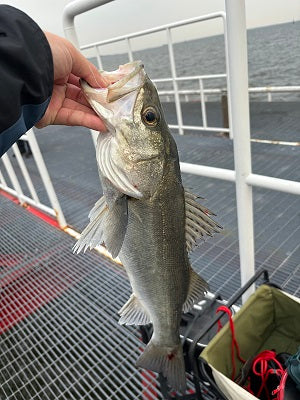 兵庫県でエビ撒き釣り！ハネ58cm＆チヌ2匹をキャッチ