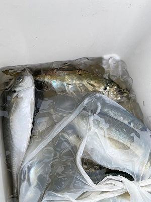 【初心者必見】LTアジ釣りで東京湾デビュー！手軽に楽しめる船釣り入門