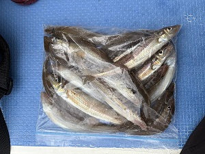 【東京湾】初めての船キス釣り！ショート便でシロギス20匹をゲット
