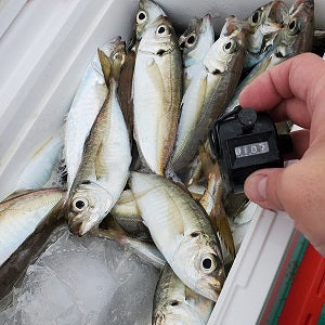 【午後からでも爆釣！】ライトアジ釣行で107匹キャッチ！