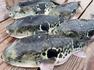【水宝】冬の海上釣り堀でトラフグ5匹キャッチ！特別コーナーで竿頭