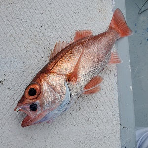 【孝進丸】千葉県銚子でアカムツ釣り！サメの猛攻をかいくぐり本命ゲット