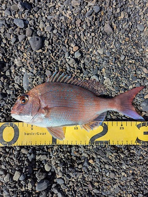 【静岡・三保】外道まみれの中で貴重な本命マダイをキャッチ！🎣