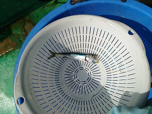 【鹿島】泳がせヒラメ釣行！手応えはあったが…まさかのバラシ💦